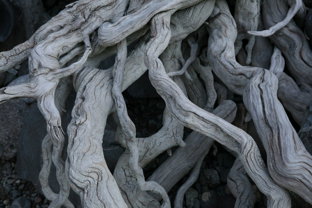 roots