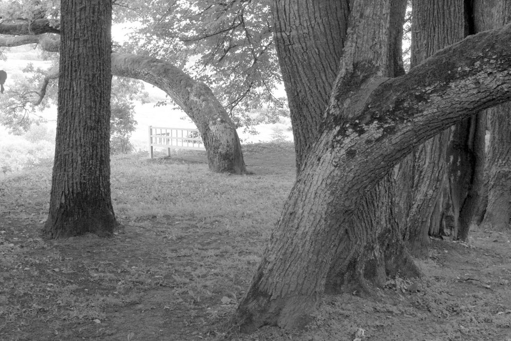 bench